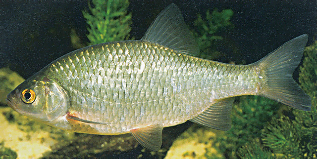 Scardinius hesperidicus