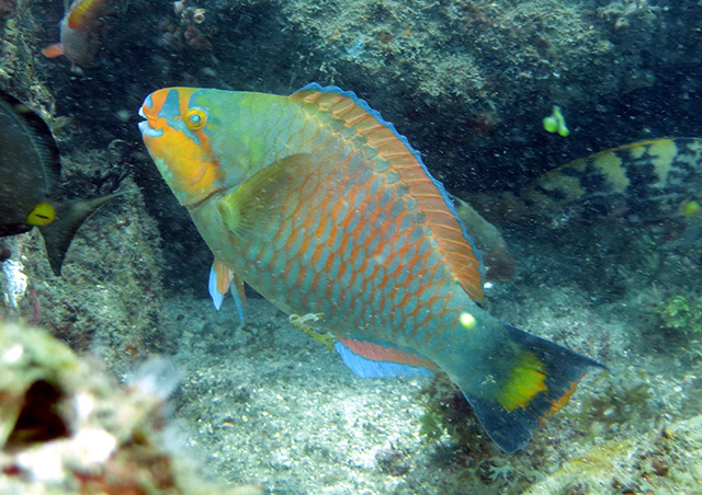 Scarus hoefleri