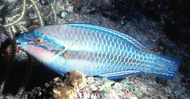 Scarus iseri