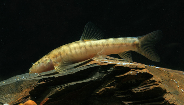 Schistura jarutanini