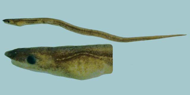 Schultzidia johnstonensis