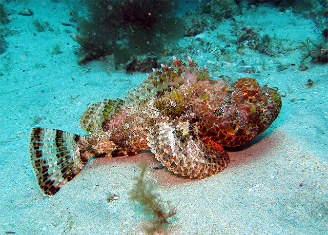 Scorpaena laevis