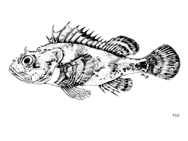 Scorpaena loppei