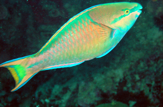 Scarus maculipinna