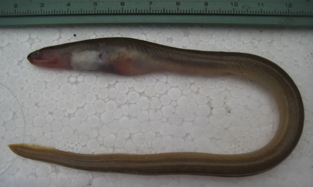 Scolecenchelys macroptera