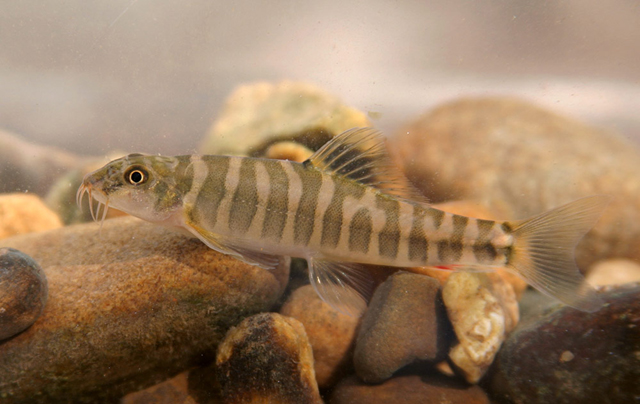 Mustura maepaiensis