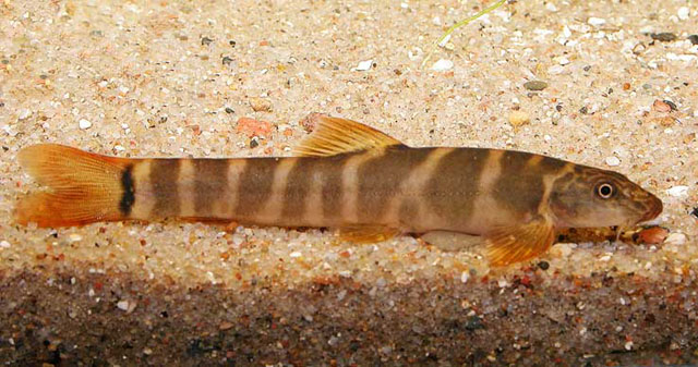 Schistura magnifluvis