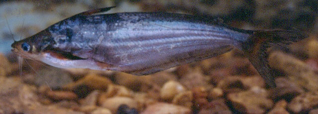 Schilbe mandibularis