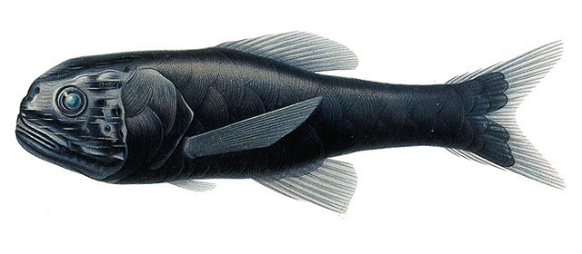 Scopelogadus mizolepis