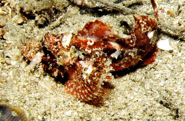 Scorpaenopsis papuensis