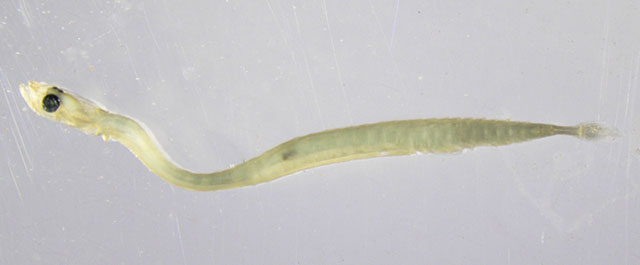 Schindleria praematura