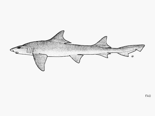 Scylliogaleus quecketti