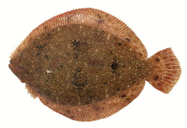 Scrho_f0.jpg