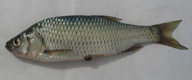 Scardinius scardafa