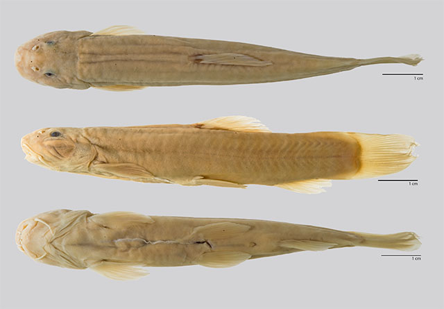 Schistura schultzi