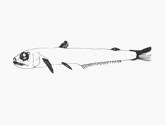 Scopelarchoides signifer