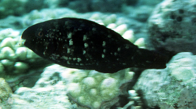 Scarus spinus