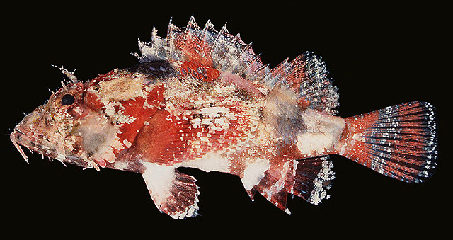 Scorpaenopsis vittapinna
