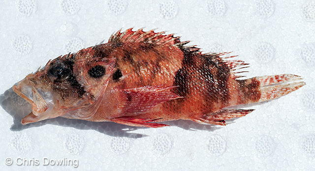 Scorpaenodes steenei