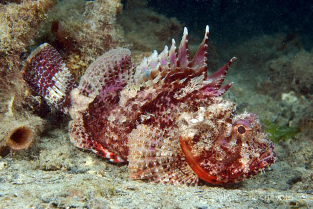 Scorpaena sumptuosa