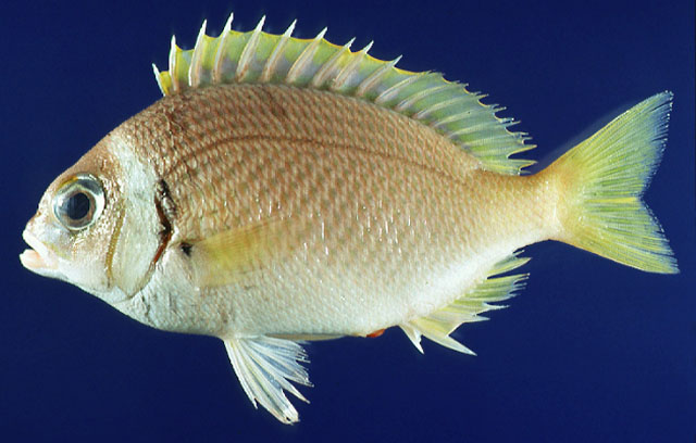 Scolopsis japonica