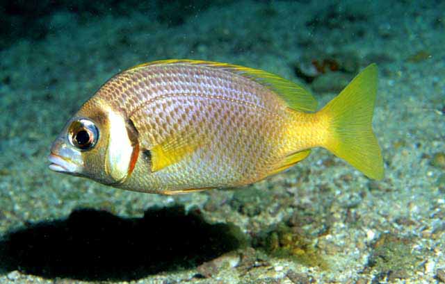 Scolopsis curite