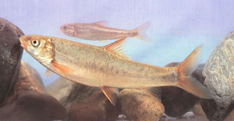 Schizothorax wangchiachii