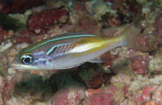 Scolopsis xenochrous