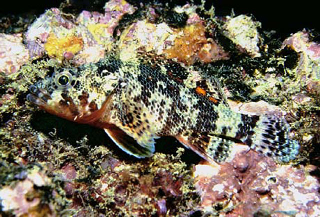Scorpaenodes xyris