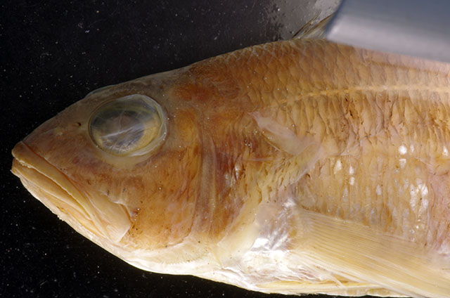 Serranus accraensis