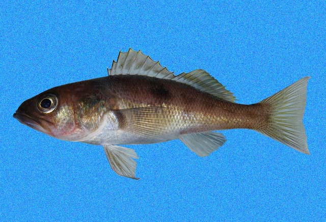 Serranus aequidens