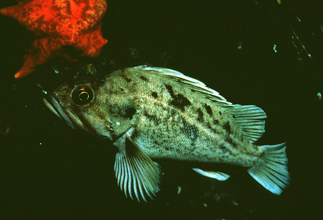 Sebastes auriculatus