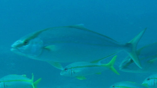 Seriola carpenteri