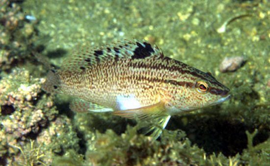 Serranus flaviventris
