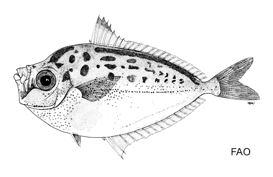Deveximentum hanedai