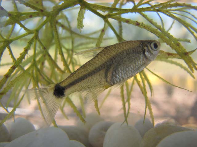 Serrapinnus heterodon