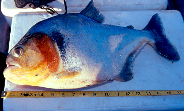 Serrasalmus humeralis