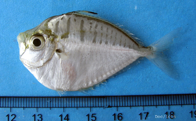 Deveximentum interruptum