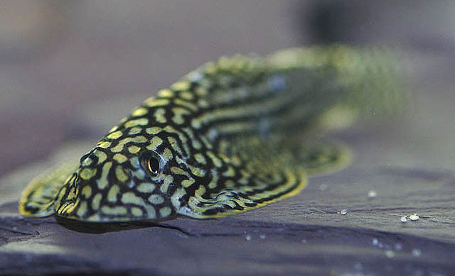 Sewellia lineolata