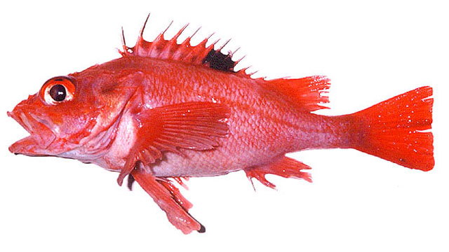 Sebastolobus macrochir
