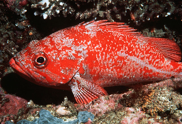 Sebastes miniatus