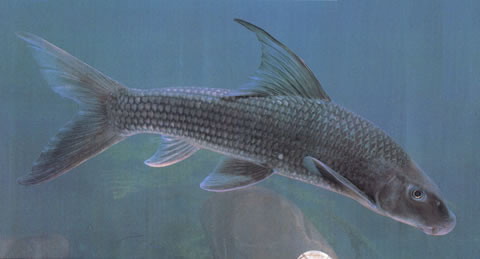 Semilabeo notabilis