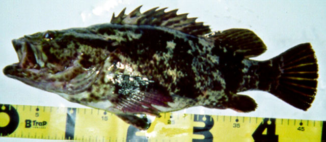 Sebastes oblongus