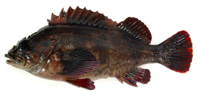 Sepac_u1.jpg