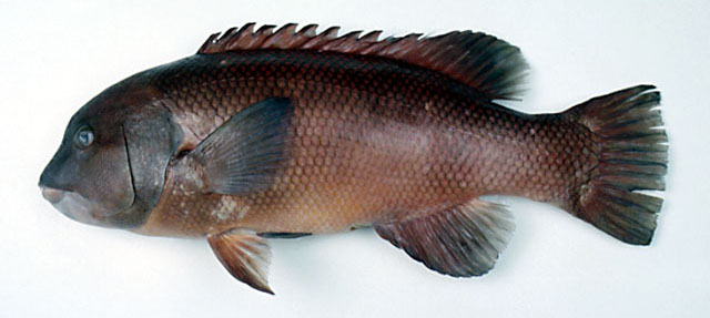 Bodianus reticulatus