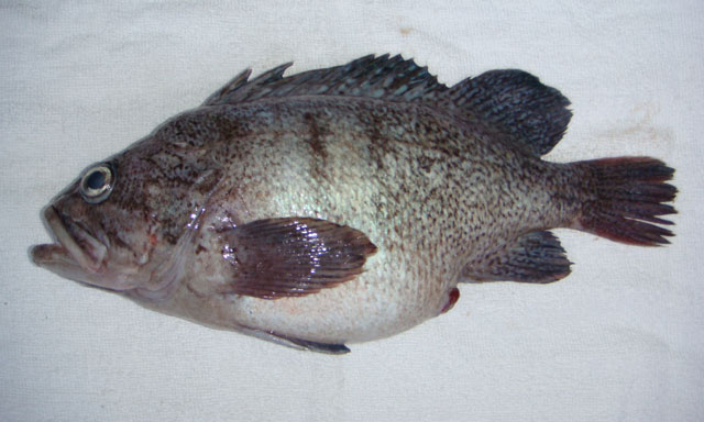 Sebastes zonatus