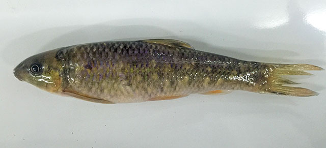 Sinocrossocheilus bamaensis