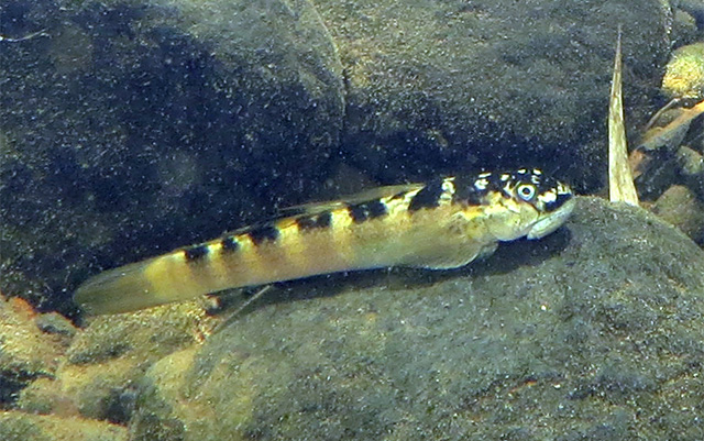 Sicydium brevifile