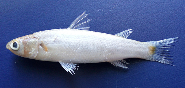 Minimugil cascasia