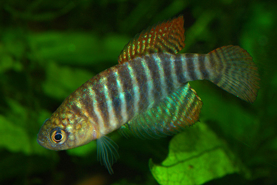 Simpsonichthys delucai